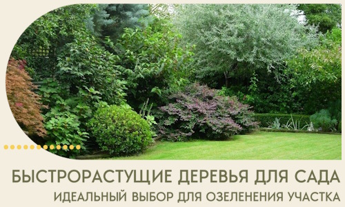 Быстрорастущие деревья для сада идеальный выбор в Краснодаре