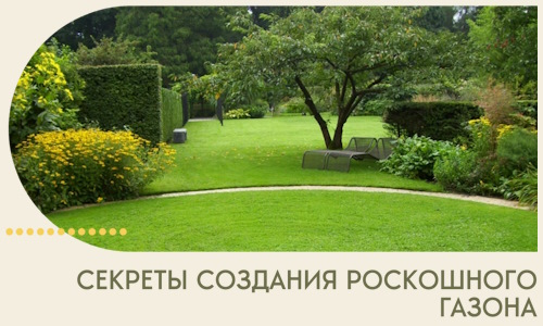 Секреты создания роскошного газона в Краснодаре